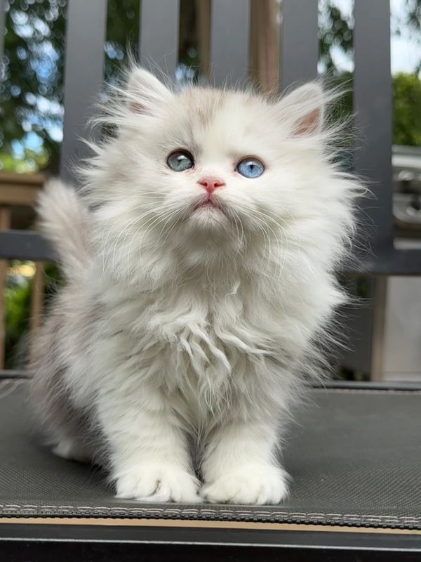 Fluffy white Persian kitten with striking blue heterochromatic eyes sits adorably.