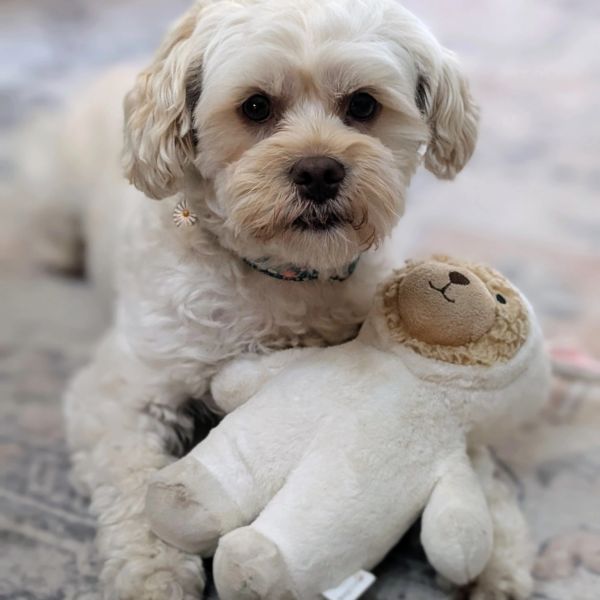 Small white dog with a plush toy.