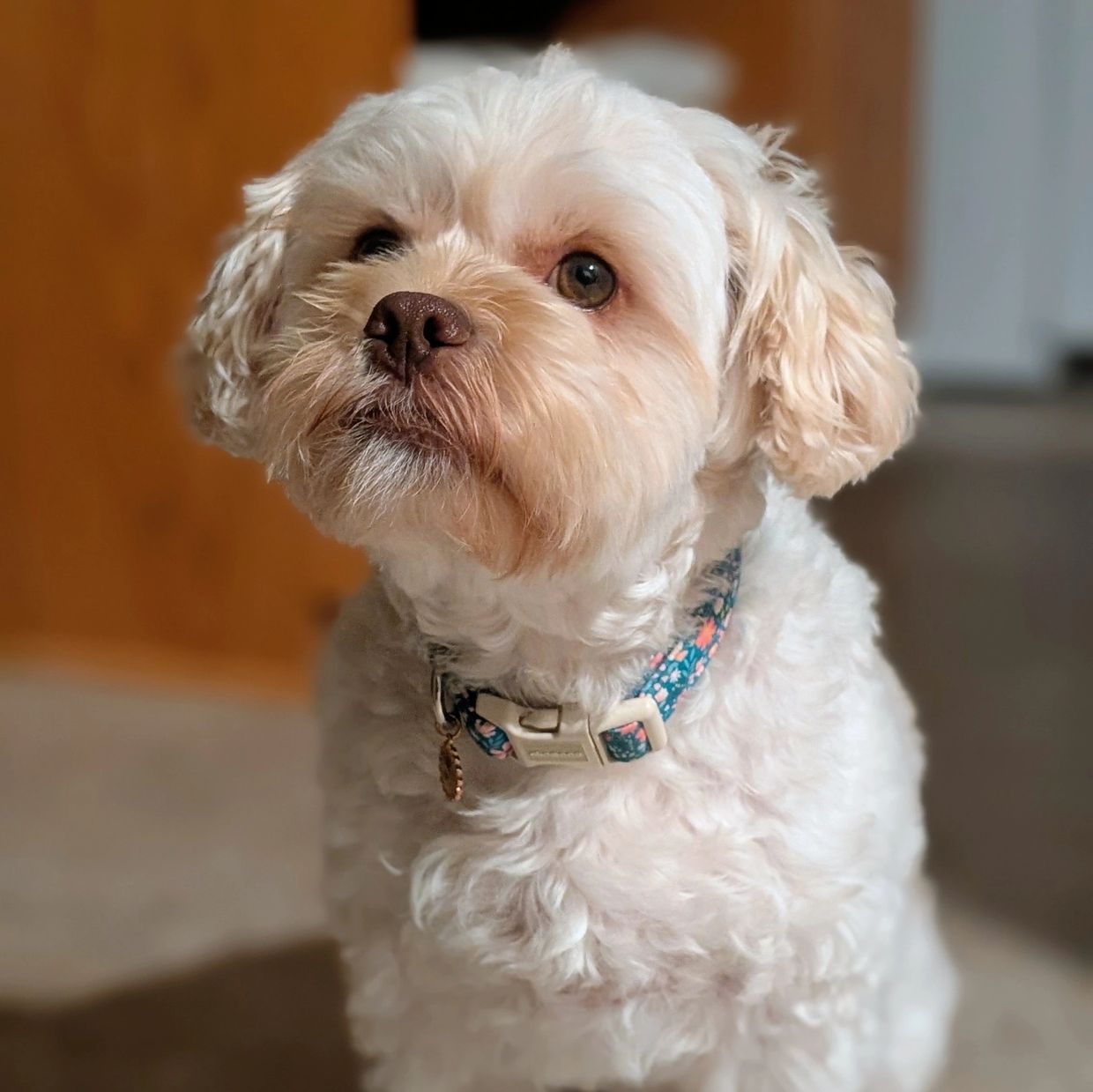 Curious fluffy white dog with a patterned collar.