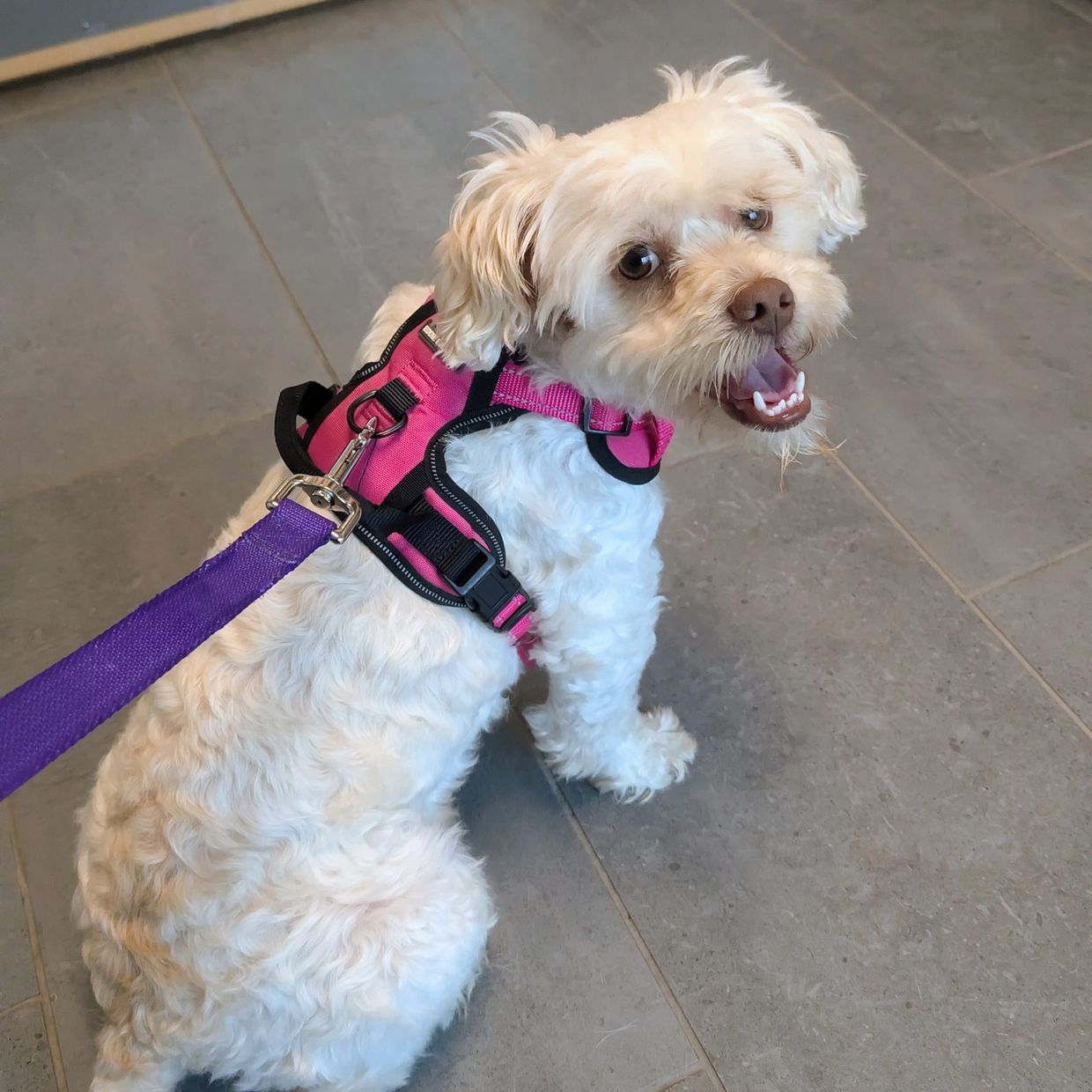 Small white dog with pink harness looking happy.