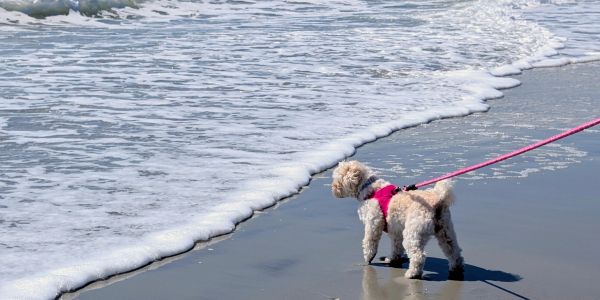 Dog on a leash looking at ocean waves.