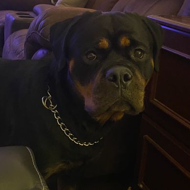 A Rottweiler dog with a chain collar indoors near furniture.