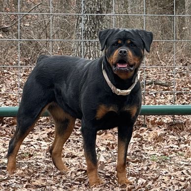 Alert Rottweiler standing on dry leaves near a metal fence.