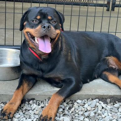 Happy Rottweiler lying on concrete near a water bowl inside a fenced area.