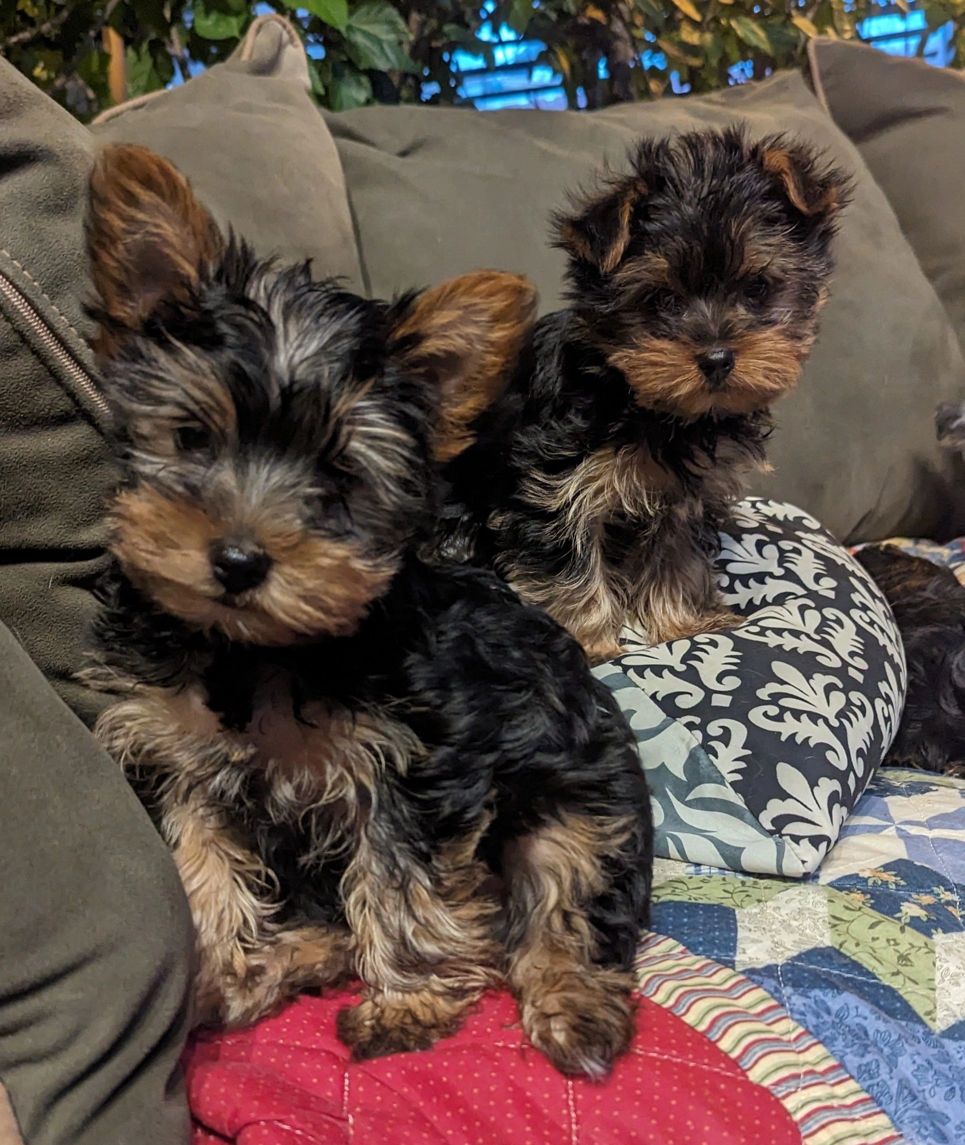 Yorkies of the Shire