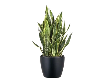 A snake plant in a black pot against a black background.