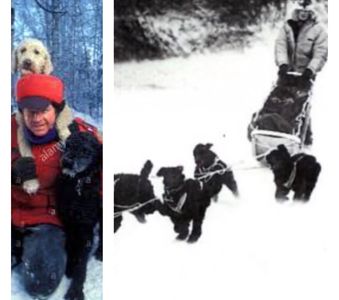 sled dog poodles 