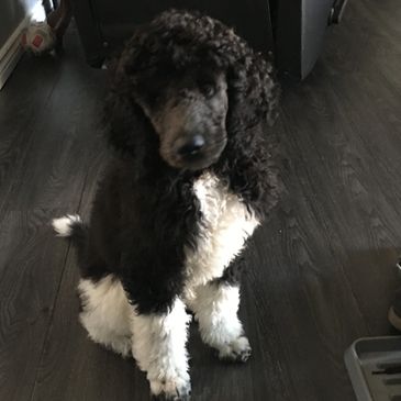 Beautiful tuxedo male standard poodle 