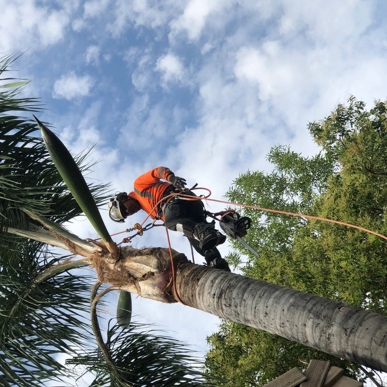 Tree worker in safety gear climbing a palm tree with a chainsaw.