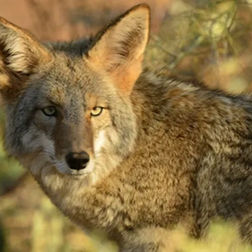 Arizona hunting, dove hunting, hunting guide, coyote hunting, deer, hunting, new hunter, coyote