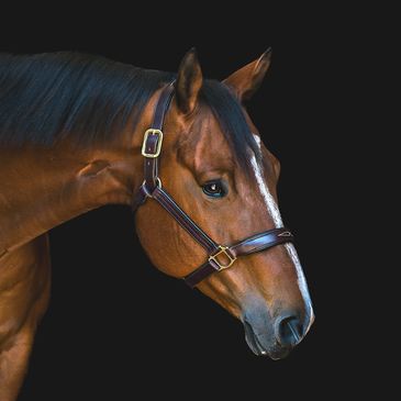 Stunning Horse