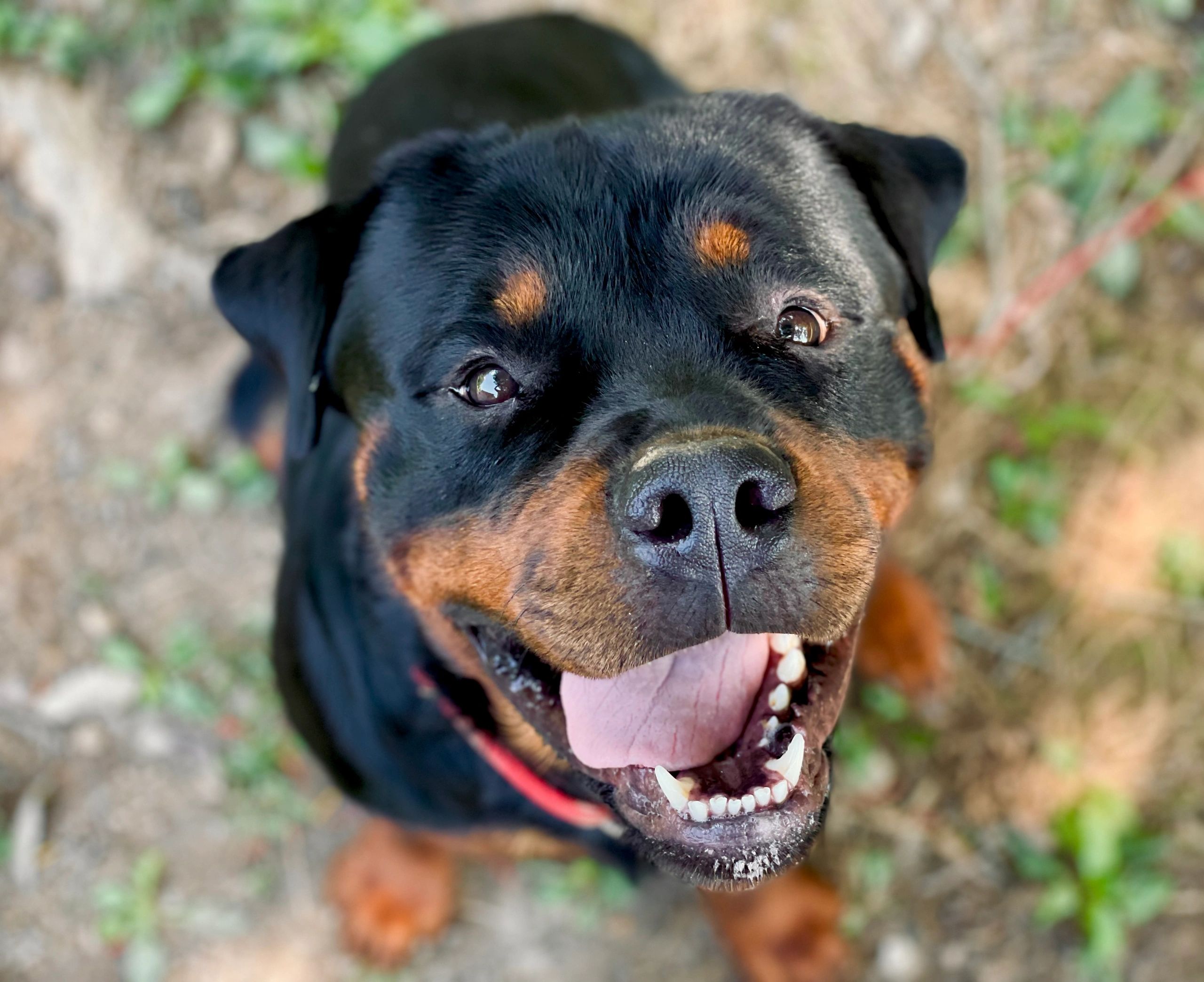 Rottweiler puppies sales with white markings