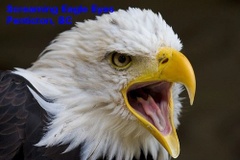 Screaming Eagle Eyes Consulting
