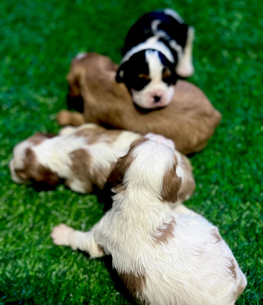 Cavalier King Charles puppies  born 10-24-22 
female on south end with head laying on the pup next t