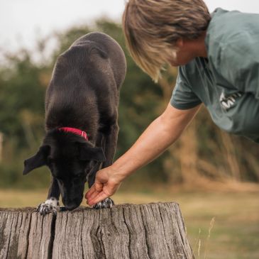 Person feeding a black dog on a tree stump outdoors.