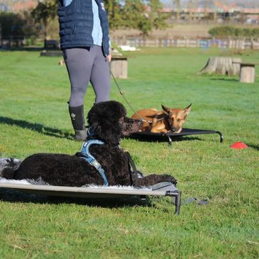 Two dogs resting on raised beds outdoors with a person standing nearby.