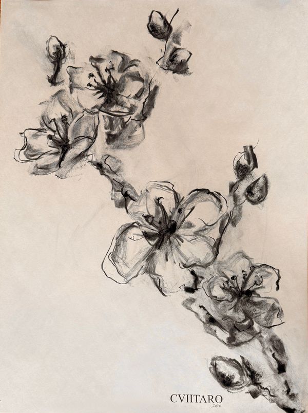 "Cherry Blossoms, III" 2026

Materials: Charcoal on Newsprint

Available