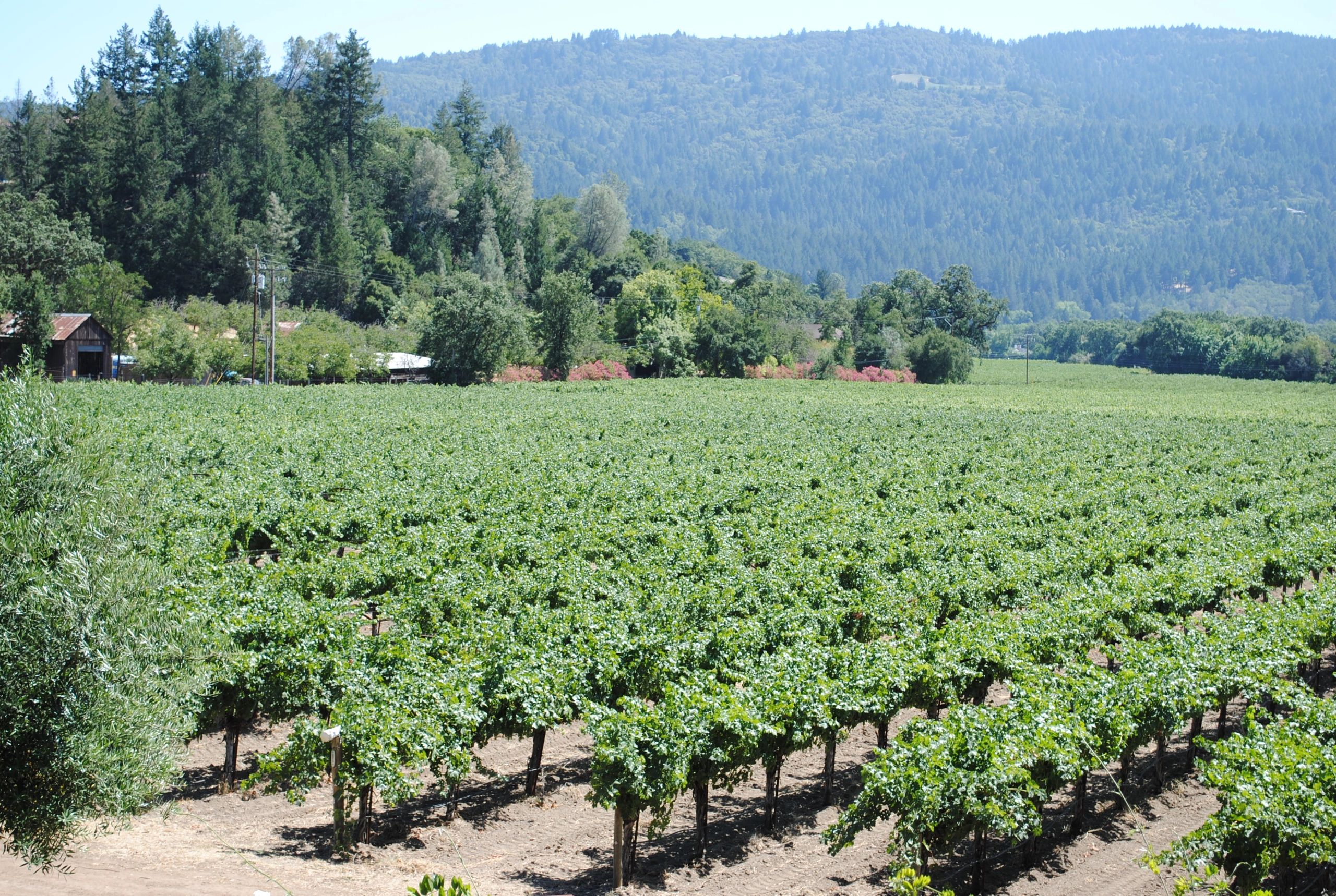 The Vino Shoppe Wine Store High Point, North Carolina