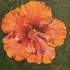 Orange hibiscus