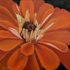 Orange gerbera