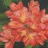 Colorburst flower