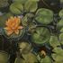 Quiet lilly pads