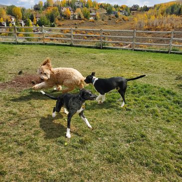 Happly at play at the park. 