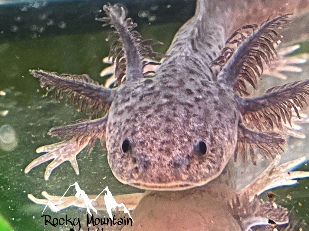 Axolotl Morphs