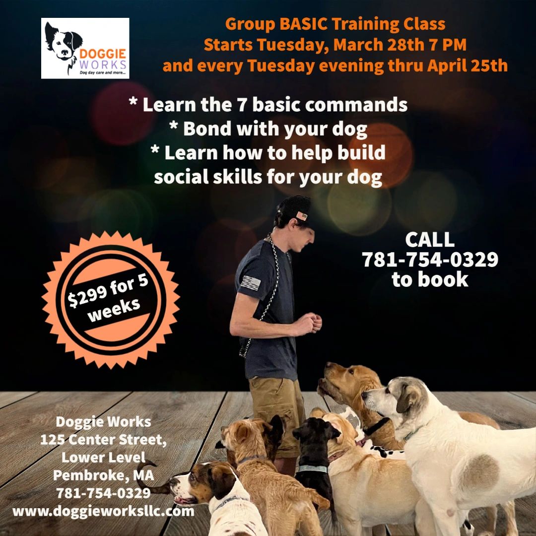 Dog Agility Training Near Me