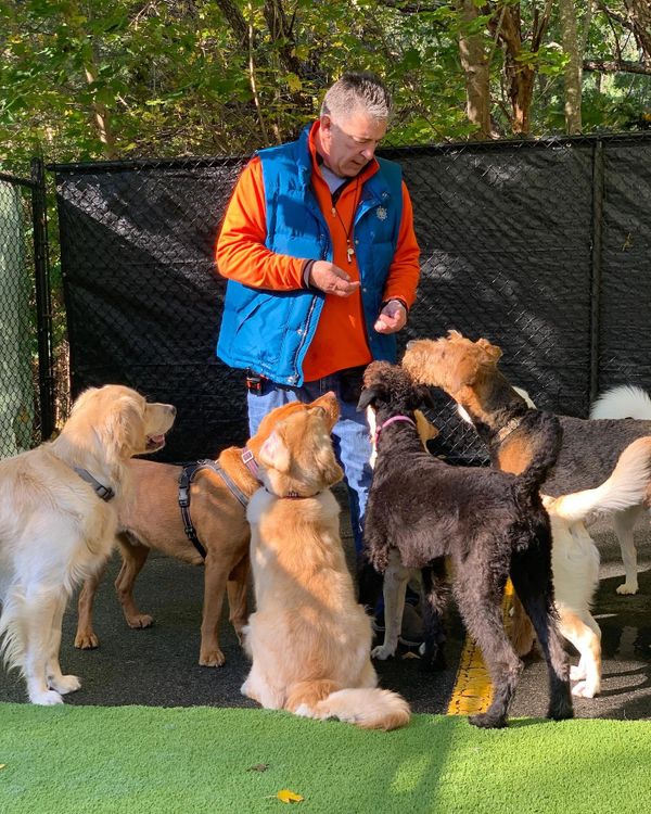 Dog Training Classes