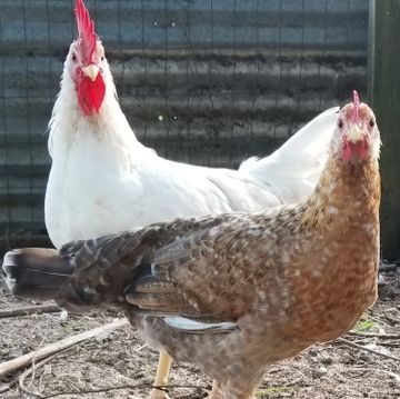 Two chickens standing on dirt ground near a fence.