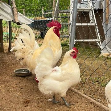 Two white chickens inside a fenced coop with a metal ladder in the background.