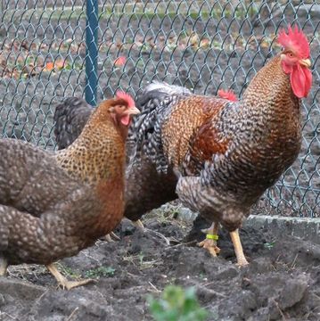 A rooster and hens with speckled feathers near a chain-link fence.