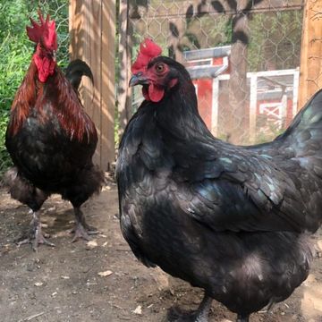Two chickens standing on dirt inside a fenced area.