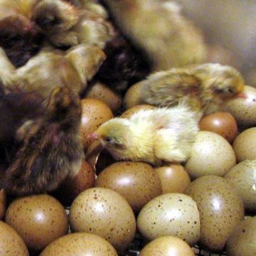 Newborn chicks hatching from speckled eggs in a nest.
