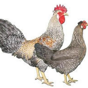 A rooster and a hen with grey and brown feathers.
