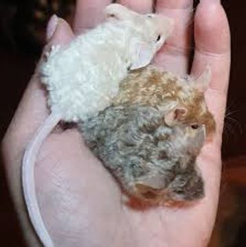 Two curly-haired mice resting on a person's palm.