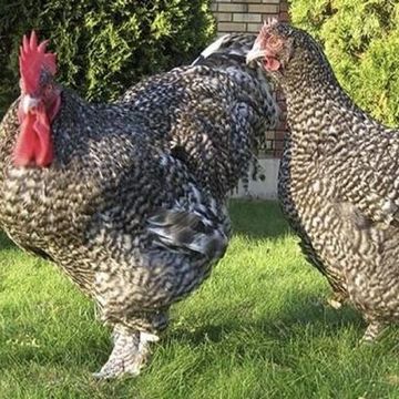Three barred Plymouth Rock chickens standing on grass near bushes.