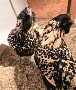 Two speckled chickens standing on bedding inside a coop.