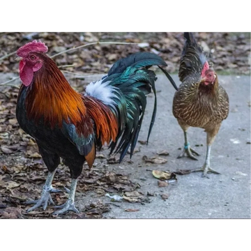 A colorful rooster and a hen walking on a leaf-covered path.