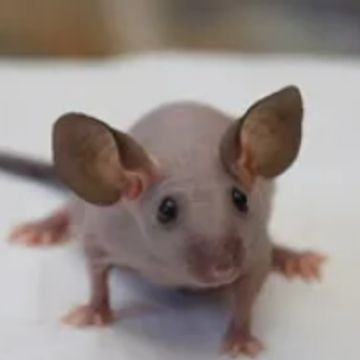 Close-up of a small hairless mouse with large ears on a white surface.
