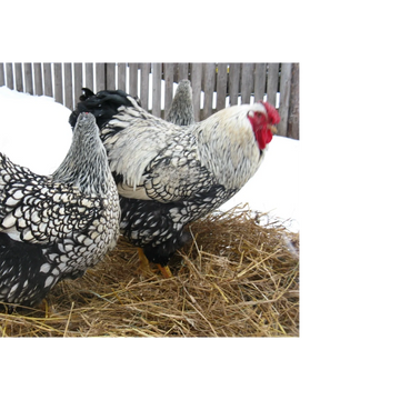 Two silver-laced Wyandotte chickens standing on straw in a snowy yard.