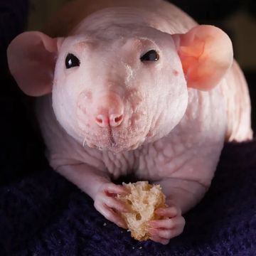 Close-up of a hairless rat holding a piece of bread.