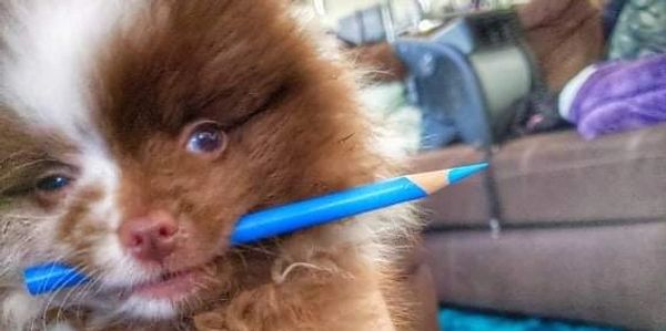 Bowie, mascot, pomeranian, studio puppy, cute dog, dog holding pencil, artist till death, resin shop