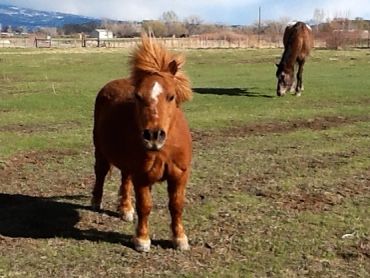 Two brown ponies grazing in a sunny open field with mountains in the background.