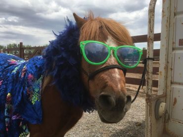 A horse wearing large green sunglasses and a blue feathered outfit.