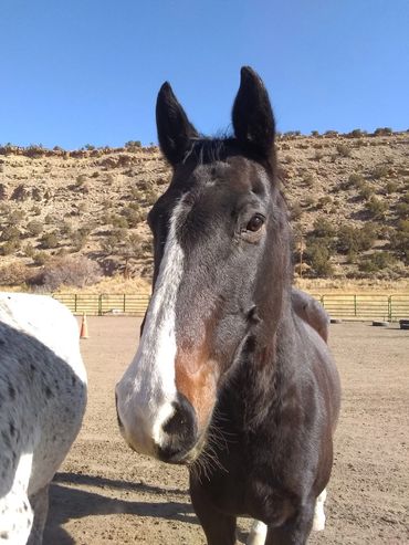 Close-up of a black horse with a white blaze on its face outdoors.