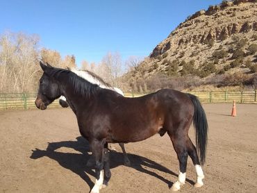 A dark brown horse standing in a sandy enclosure with a rocky hill in the background.