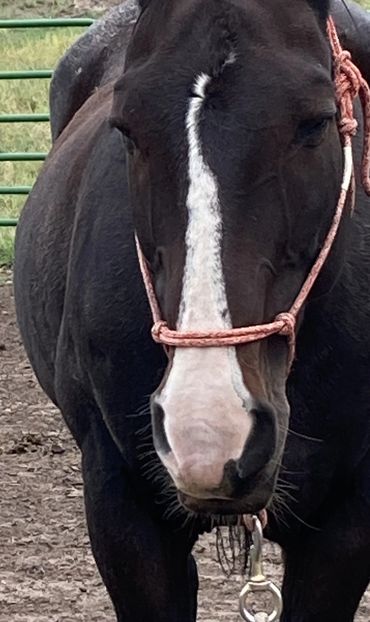 Close-up of a black horse with a white stripe on its face and a rope halter.
