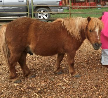 A brown miniature horse standing on wood chips in an enclosure.